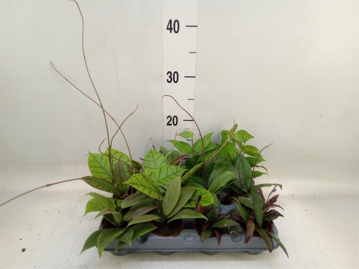 <h4>Hoya   ...mix</h4>