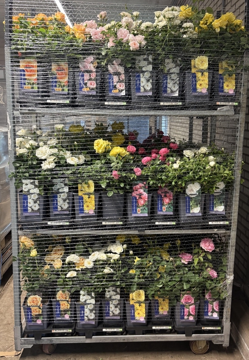 <h4>ROSA OV</h4>
