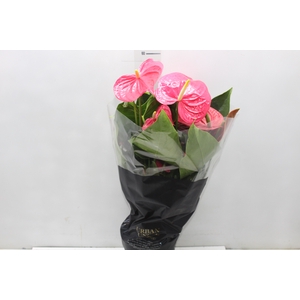 ANTHURIUM CALIFORNIA P17 ROSA PREMIUM