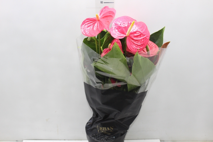 <h4>ANTHURIUM CALIFORNIA P17 ROSA PREMIUM</h4>