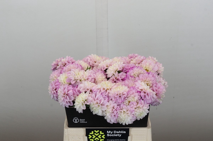 <h4>Dahlia Genova</h4>