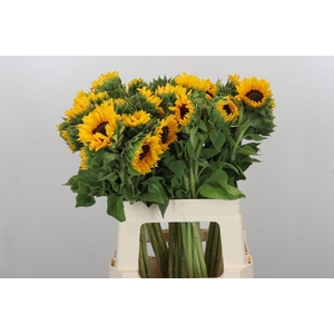 Helianthus Orange Fire