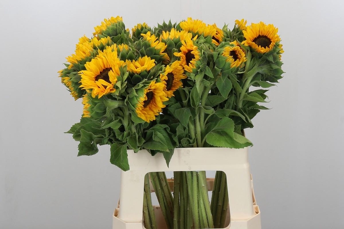 Helianthus Orange Fire