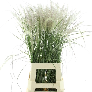 Pennisetum Karley Roze