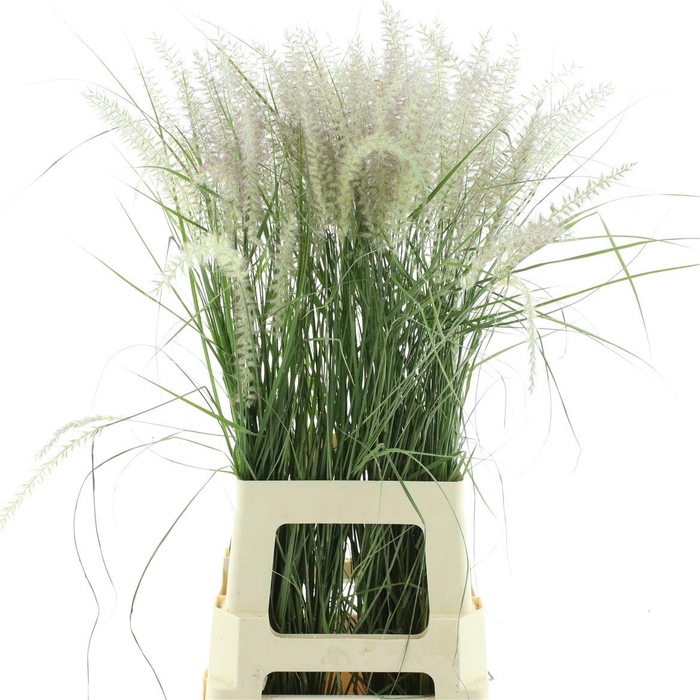 <h4>Pennisetum Karley Roze</h4>