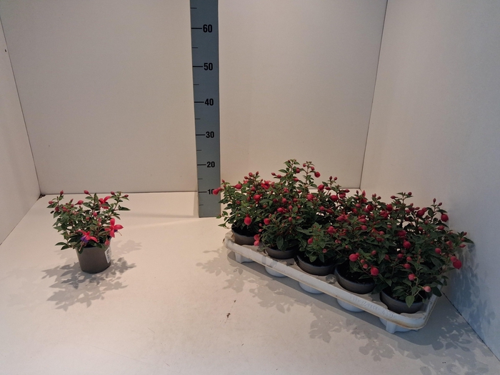 <h4>OVERIGE PERKPL</h4>