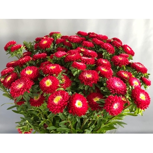 Callistephus Matsumoto Red (x bunche)