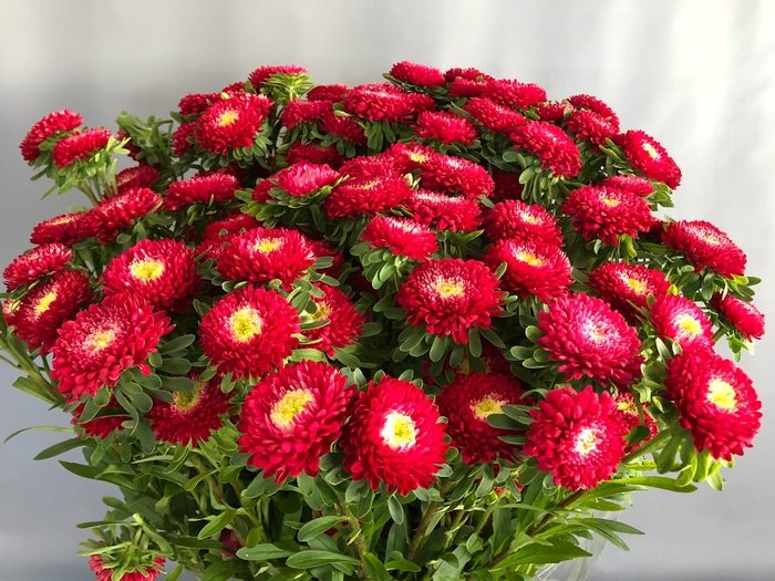 <h4>Callistephus Matsumoto Red (x bunche)</h4>