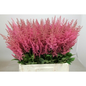 Astilbe Else Schluck
