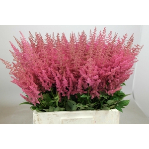 Astilbe Else Schluck