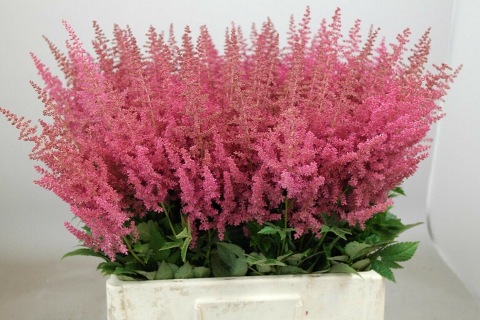 <h4>Astilbe Else Schluck</h4>