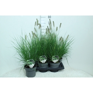 Pennisetum alopec. 'Hameln'