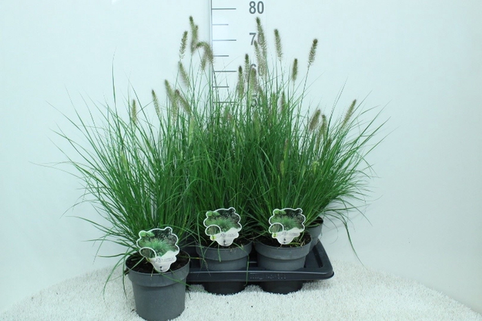 <h4>Pennisetum alopec. 'Hameln'</h4>