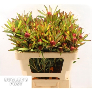 LEUCAD AYOBA CH PEAR