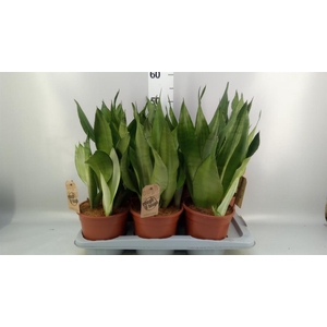 Sansevieria trifa. 'Moonshine'