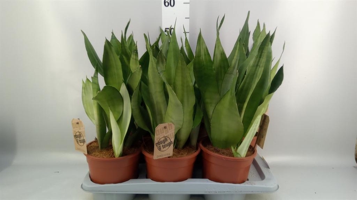 <h4>Sansevieria trifa. 'Moonshine'</h4>