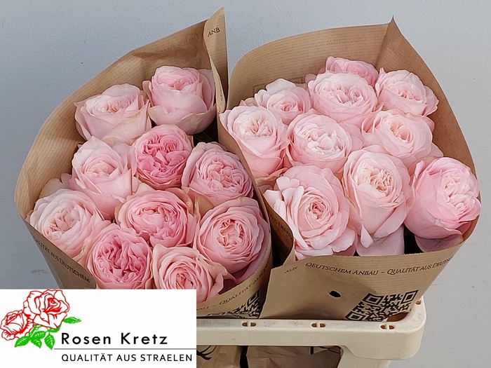 <h4>R GR LINCOLN PARK!</h4>