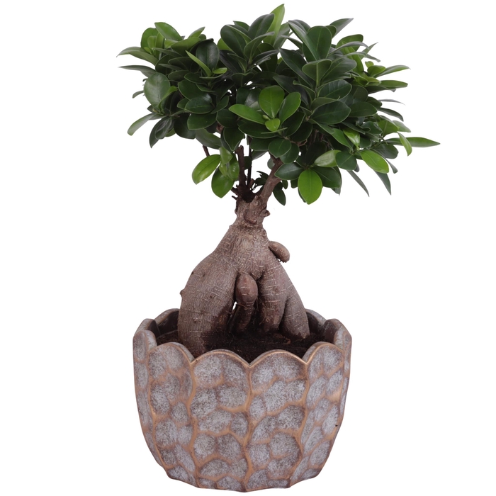 <h4>Ficus m. Ginseng Ball Shape Ø18cm in Ø21cm Ceramic PL670</h4>