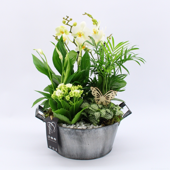 <h4>PHAL-2427W Phalaenopsis creatie</h4>