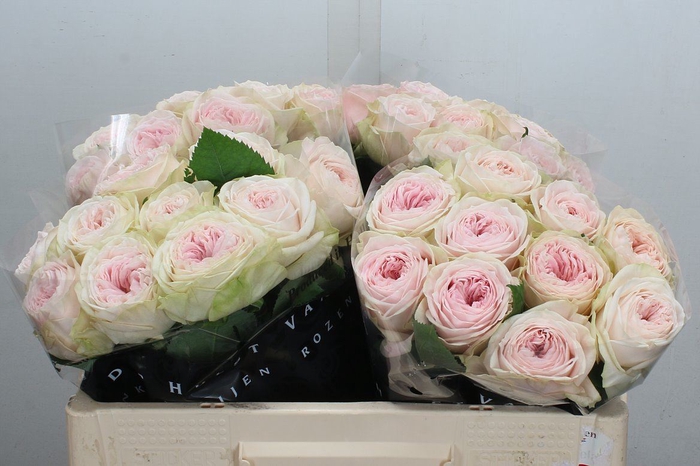 <h4>Rosa GR 'Ballerina Summerhouse'</h4>