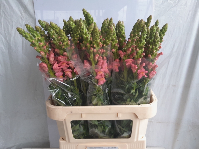 <h4>ANTIR ANTIBES ROSE</h4>