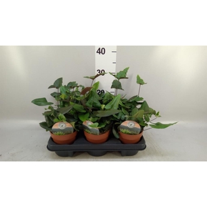 Hemionitis arifolia