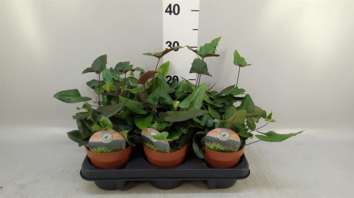 <h4>Hemionitis arifolia</h4>