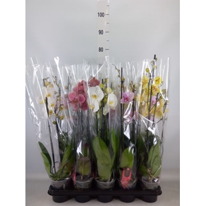 Phalaenopsis   ...mix