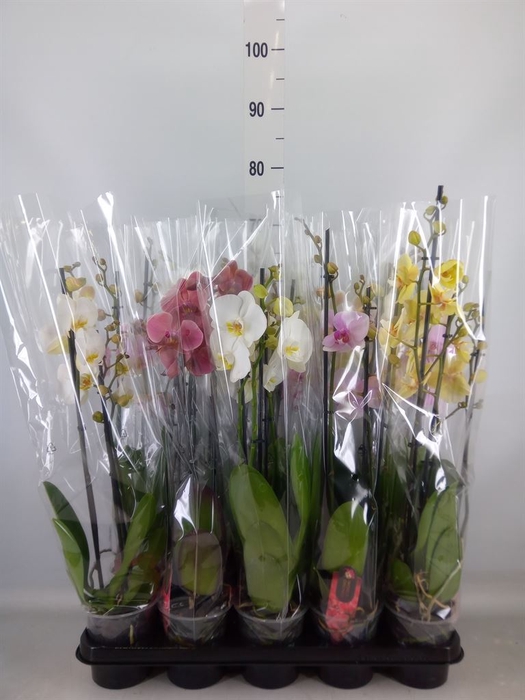 <h4>Phalaenopsis   ...mix</h4>