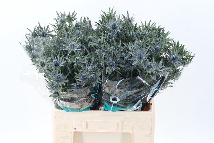 <h4>Eryn Orion Qstar</h4>