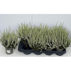 Calluna vulgaris b-l Verenka 12Ø 28cm