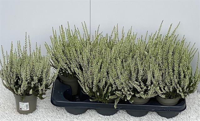 Calluna vulgaris b-l Verenka 12Ø 28cm