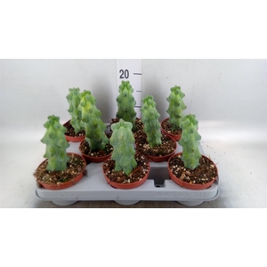 Cereus   ...