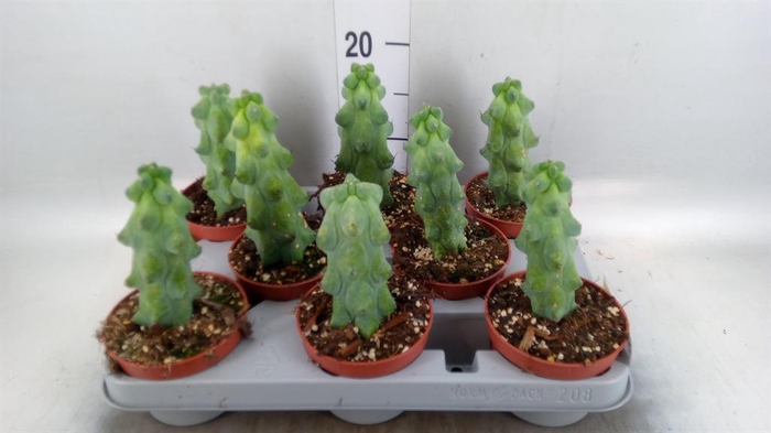 <h4>Cereus   ...</h4>