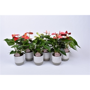 Anthurium gemengd 9 cm in Becca keramiek