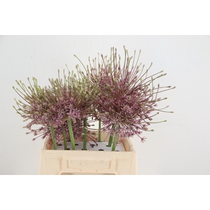 ALLIUM SCHUBERTII