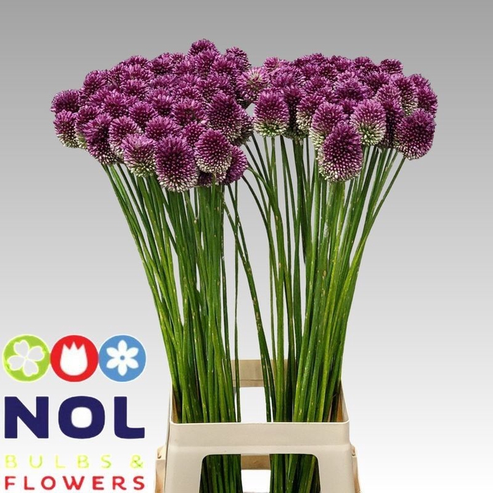 <h4>Allium Sphaerocephal A2 Nol</h4>
