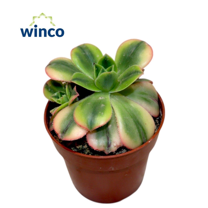 <h4>Aeonium Starburst</h4>