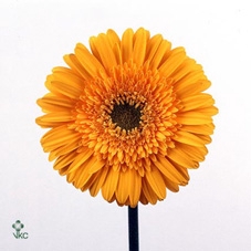 MANDE DI OPA FU FLAM