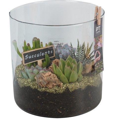 <h4>PTSU8419 Arrangement Succulenten in glazen vaas</h4>