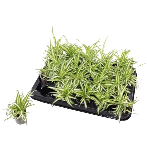 <h4>Chlorophytum comosum 'Variegatum'</h4>