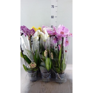 Phalaenopsis  'Elegant Cascade'