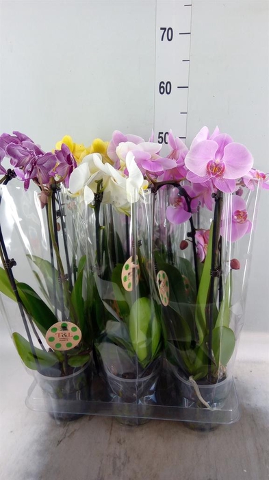 <h4>Phalaenopsis  'Elegant Cascade'</h4>
