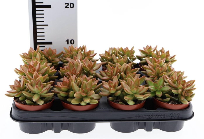 <h4>Sedum   ...</h4>