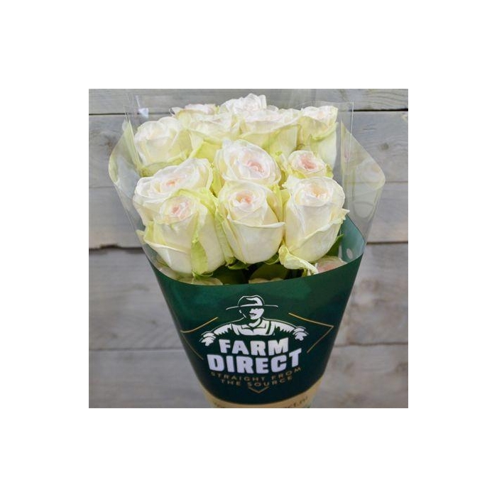 <h4>R Gr White O Hara</h4>