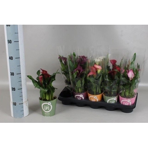 Zantedeschia   ...mix