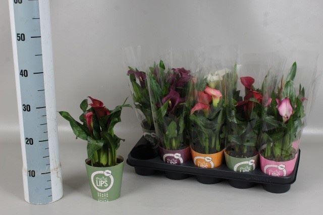 <h4>Zantedeschia ...mix</h4>