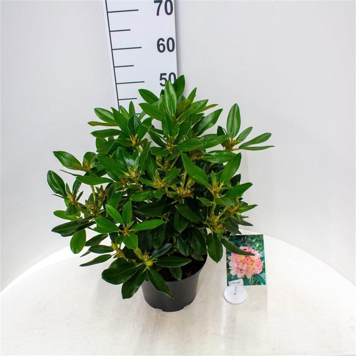 <h4>Rhododendron (Y) 'Percy Wiseman'</h4>