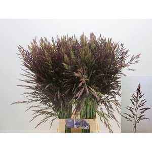 Panicum Umbrella Groove