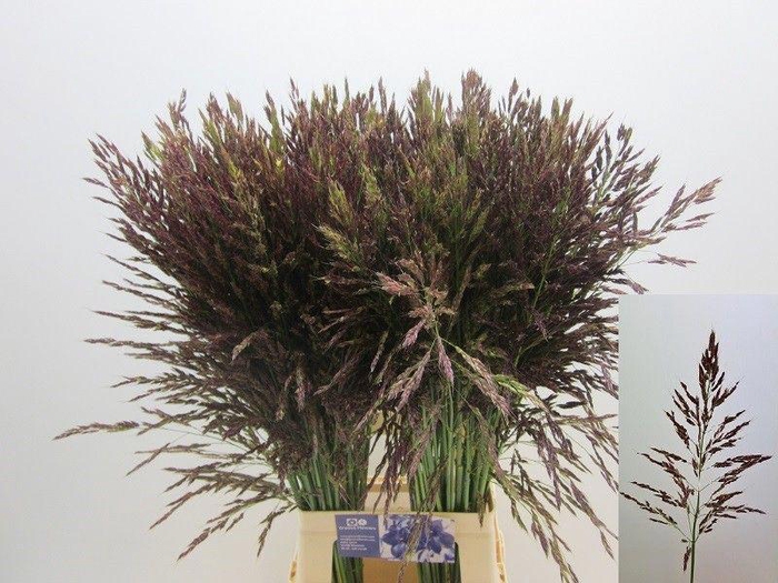 <h4>Panicum Umbrella Groove</h4>